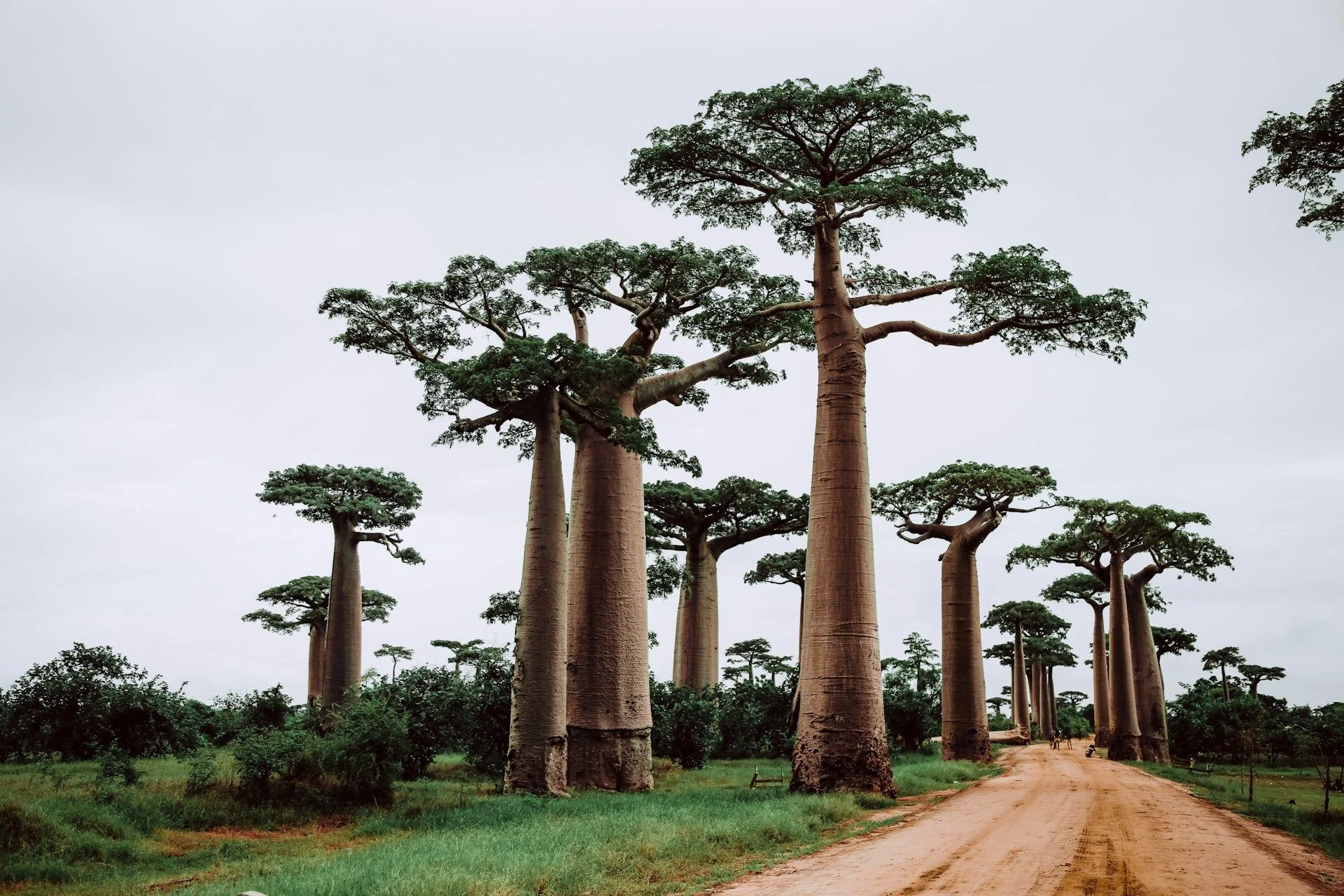 Madagascar Commercial Real Estate for Foreign Investors – VelesClub Int.