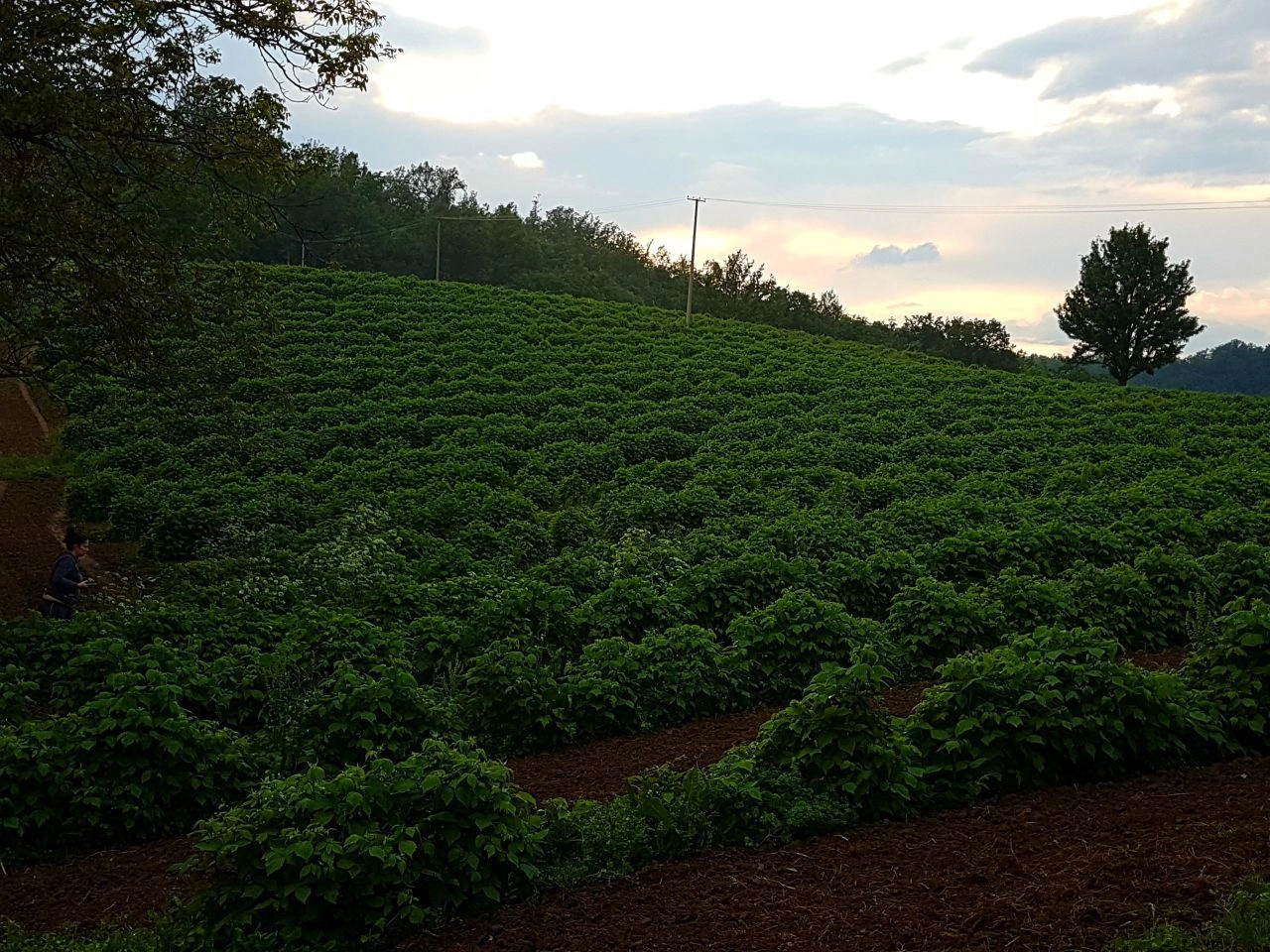 House 2+1 with agricultural plot in Nis, Serbia