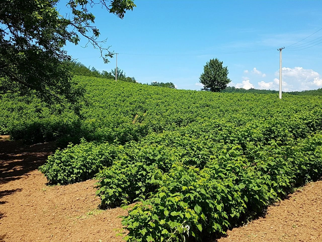 House 2+1 with agricultural plot in Nis, Serbia