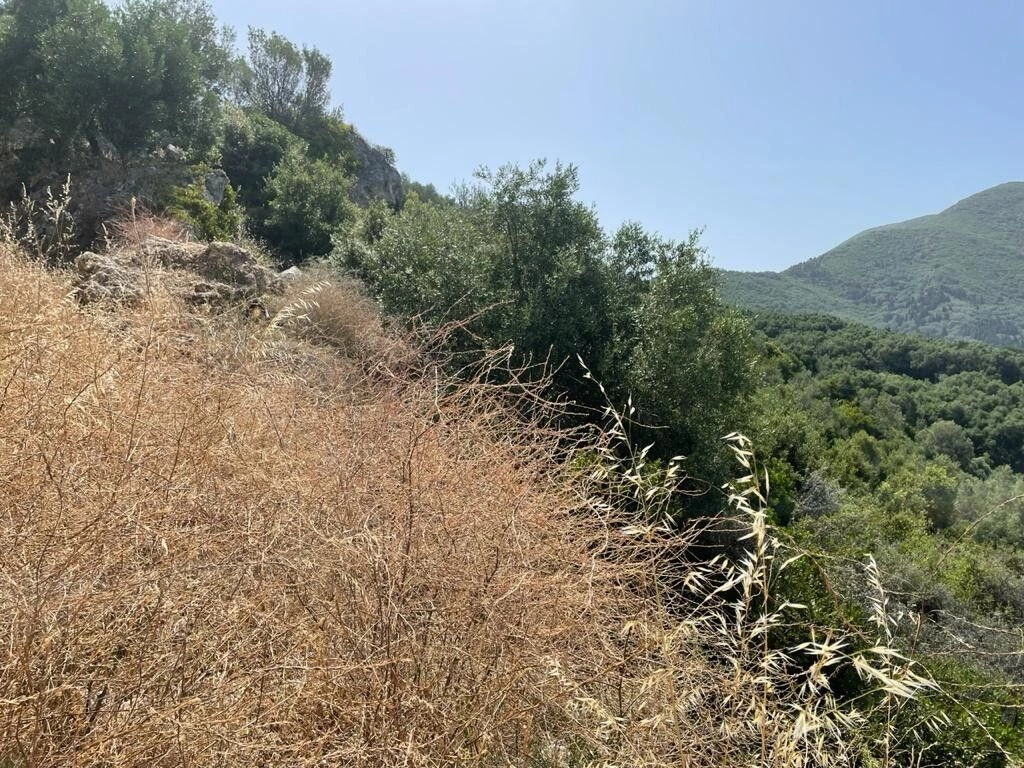 Land in Corfu, 4800 m2