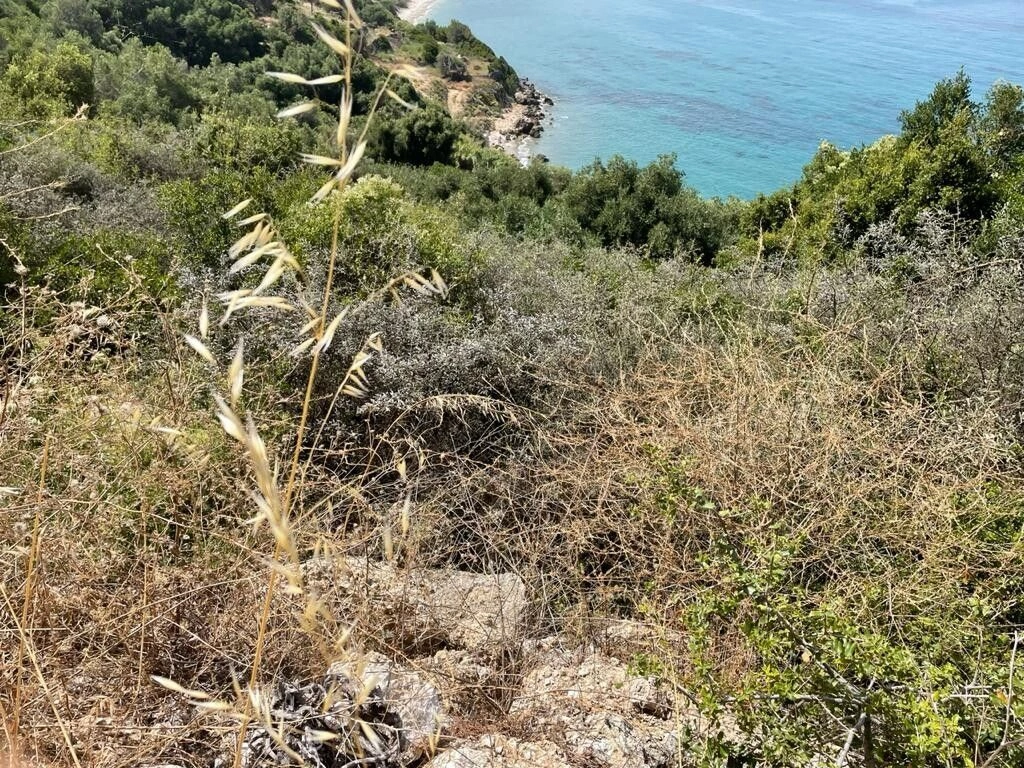 Land in Corfu, 4800 m2