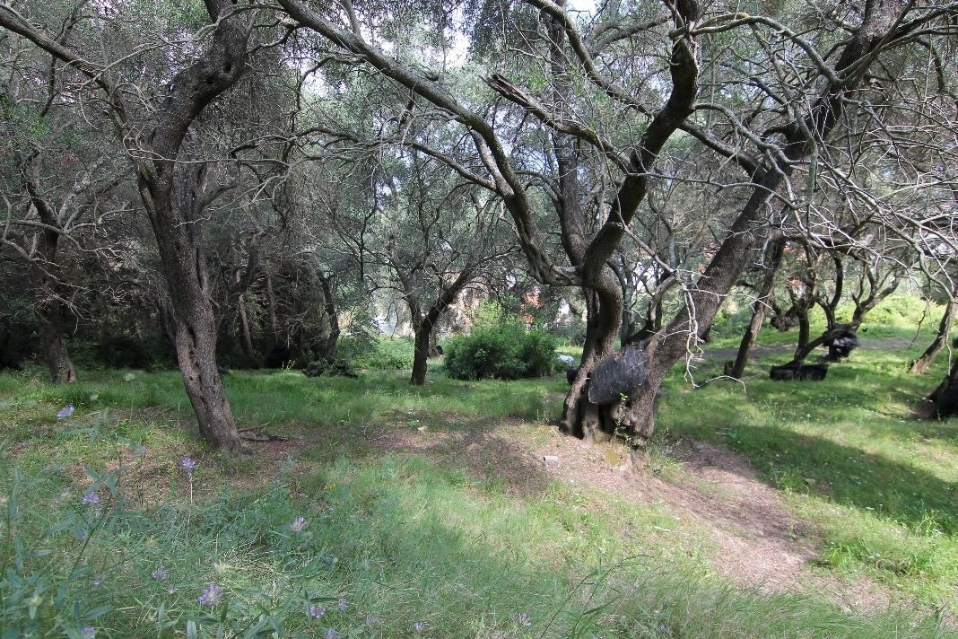 Land in Corfu, 4200 m2