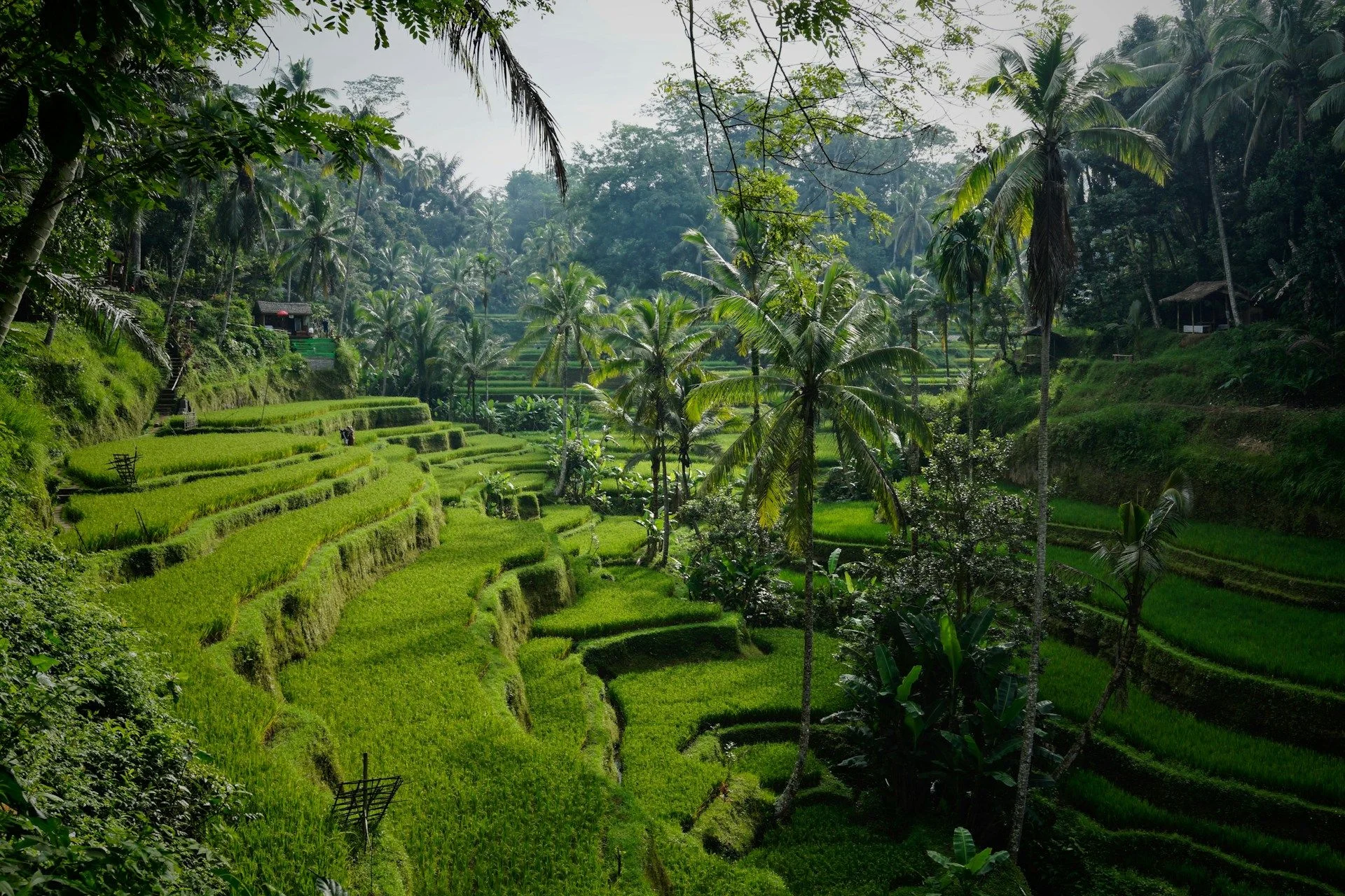 Bali Land for Sale – Plots for Foreign Investors | VelesClub Int.