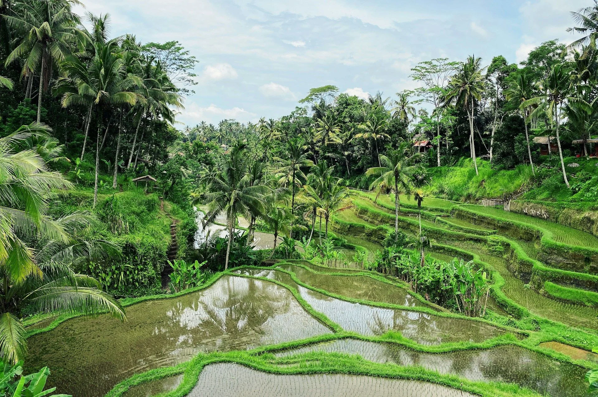 Secondary Real Estate Opportunities in Ubud, Bali – Quality Pre-Owned Homes | VelesClub Int.