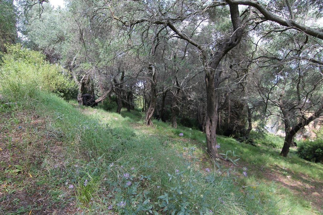 Land in Corfu, 4200 m2