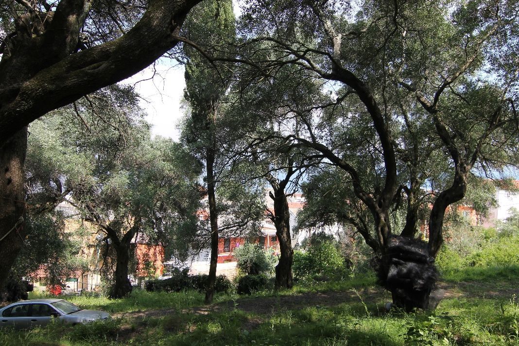 Land in Corfu, 4200 m2